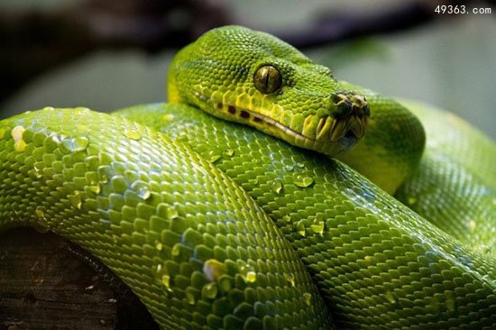 绿色的蛇都有哪些盘点最常见的十种绿蛇
