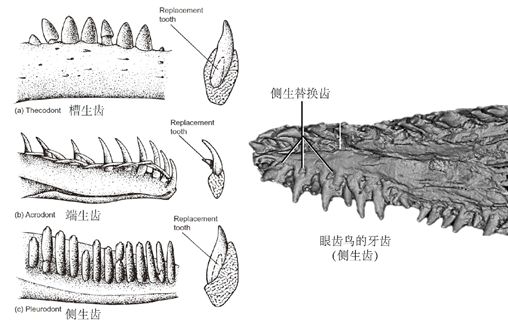 左列从上至下依次为:槽生齿,端生齿,侧生齿