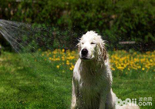 你真的知道如何给狗狗洗澡吗？