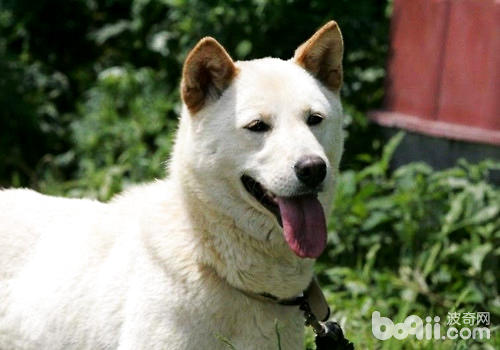 韩国天然纪念物世界名犬珍岛犬