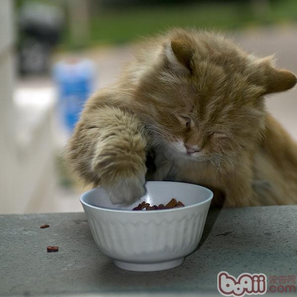 爲貓咪挑選食具的方法