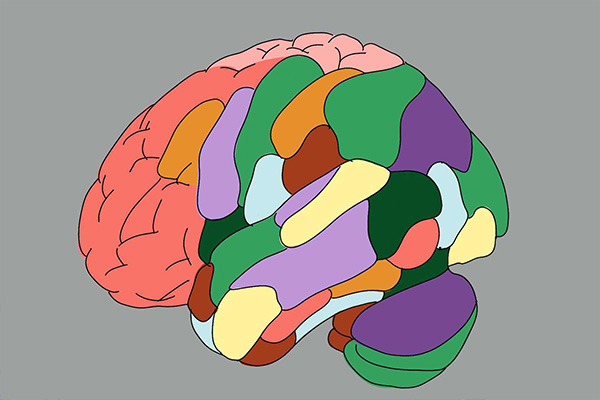 人脑的“地图”——脑图谱