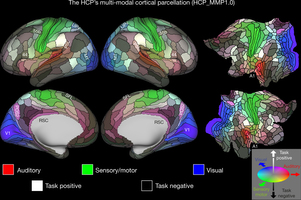 新版人脑地图揭示了近100个新区域