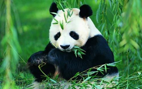 描写熊猫的外貌英语作文