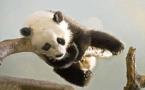 怎样救助熊猫为题目写英语作文