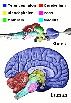 人的大腦是脊椎動物裡麪最複襍的。 圖片來源：維基百科
