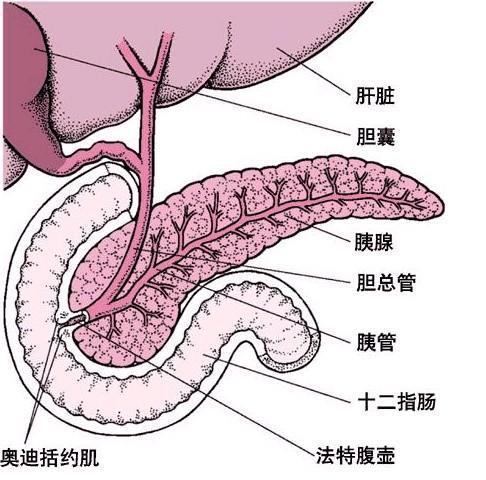 如果肿瘤位于胰头或壶腹部则可阻碍胆汁排入十二指肠,远端胆总管一般