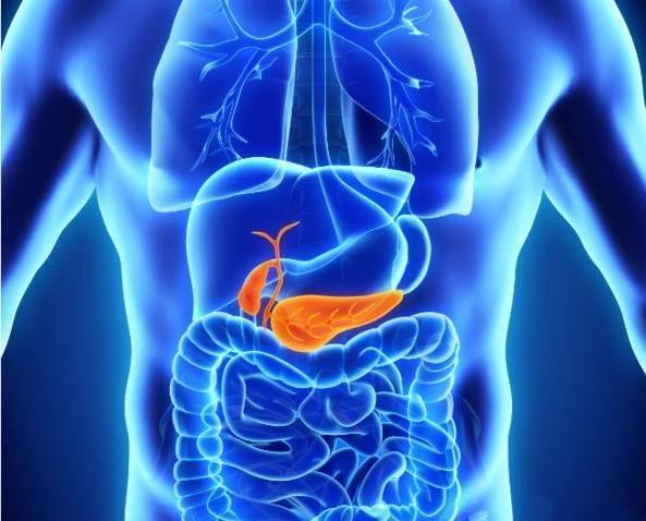 胰腺位置图片图片