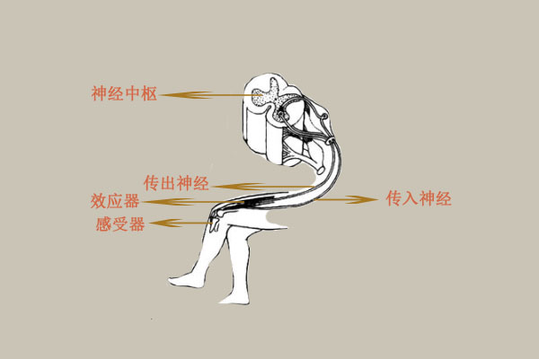 膝跳反射动画图图片