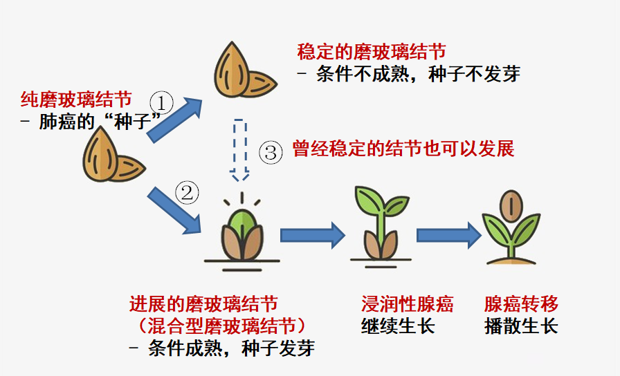 种子的发展过程图片图片