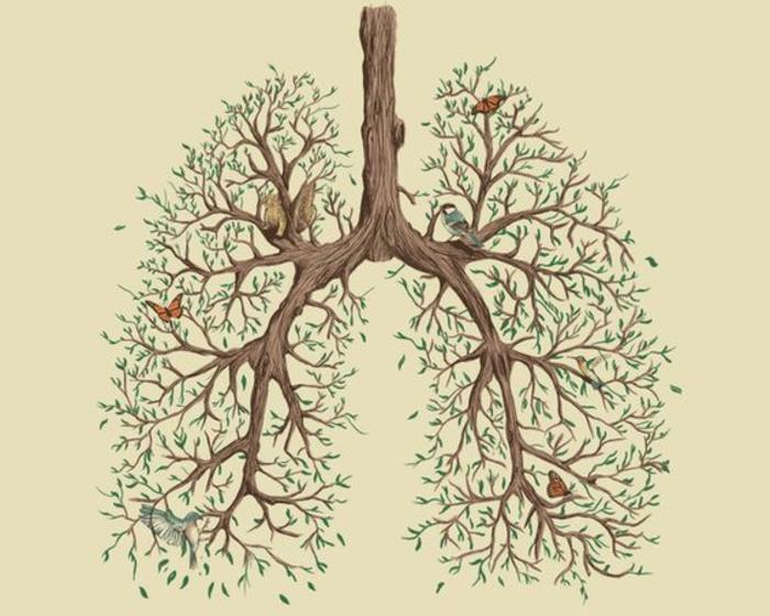 肺的三缘图片是什么图片