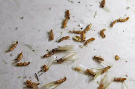 危害性極大大水蟻有毒嗎?大水蟻進入家裡怎麽辦？