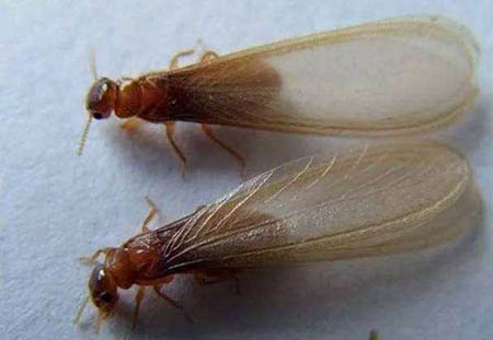 危害性極大大水蟻有毒嗎?大水蟻進入家裡怎麽辦？