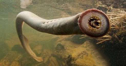 世界上最古老现存动物:皱鳃鲨存活了15亿年