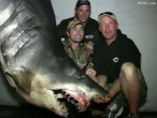 美国12岁男孩钓起约250公斤鲨鱼，世界上最惨鲨鱼吃人事件
