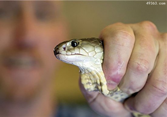 蛇毒基因在进化成蛇毒之前的功能，蟒蛇为什么没有毒？