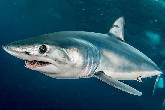 饥饿鲨灰鲭鲨图片