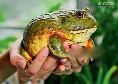 非洲牛箱头蛙具有较强的攻击力，可将猎物瞬间窒息