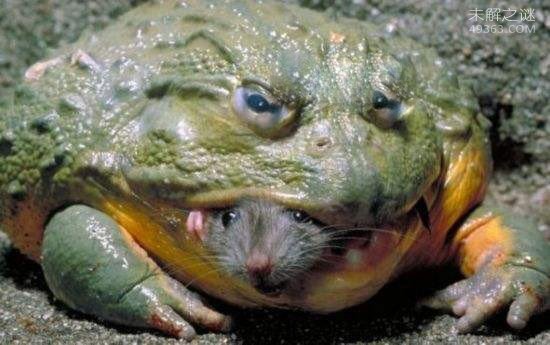 非洲牛箱头蛙具有较强的攻击力，可将猎物瞬间窒息